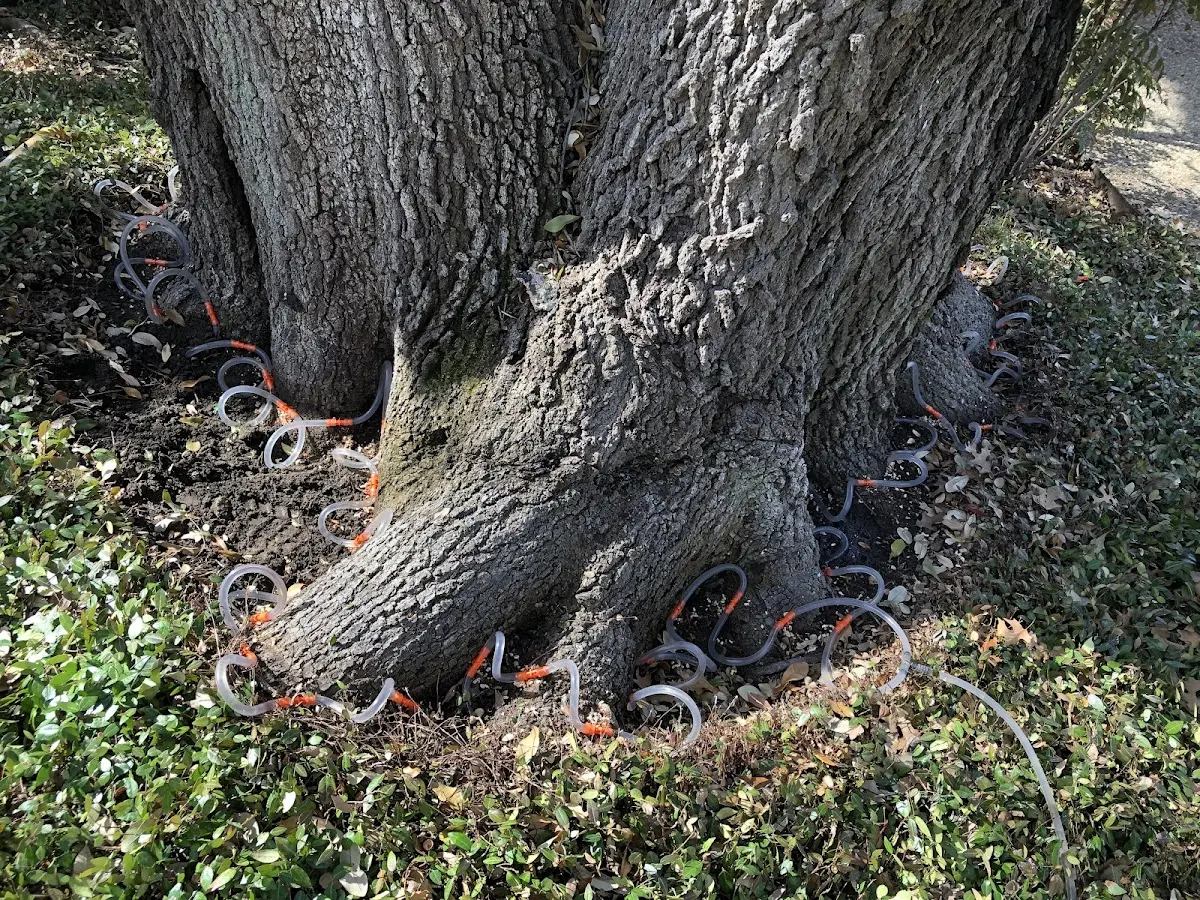 Detailed Tree Cabling and Bracing job site in North Richland Hills