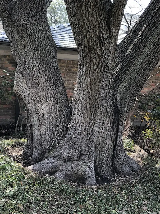 Mature heritage tree close to a North Richland Hills property cared for by certified arborists